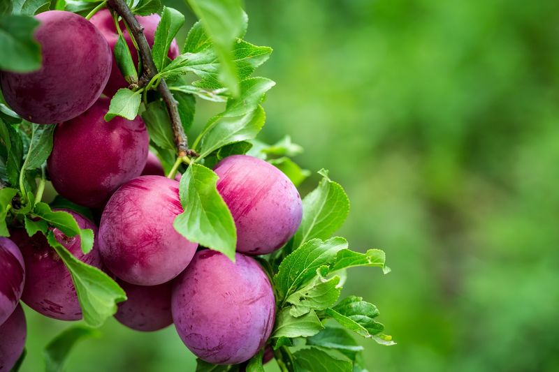Plum
