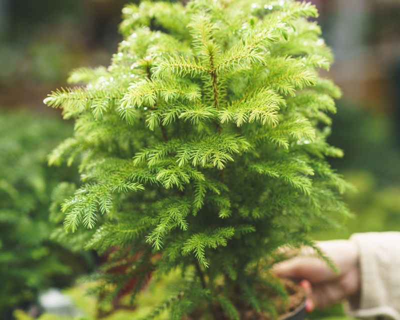 Norfolk Island Pine