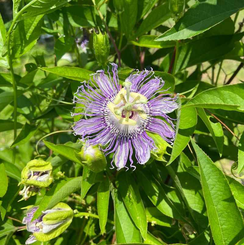 Maypop