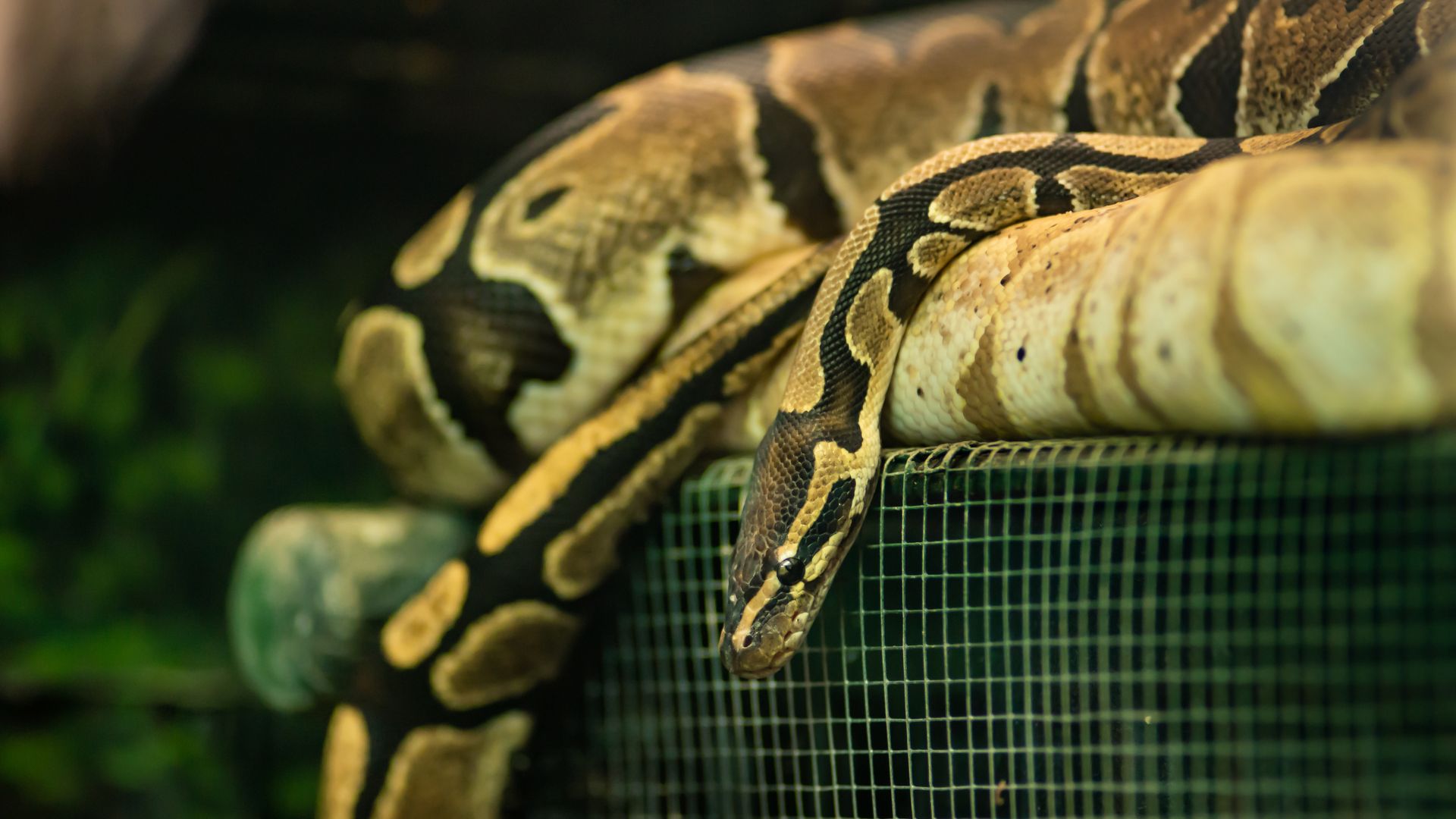 snake in yard