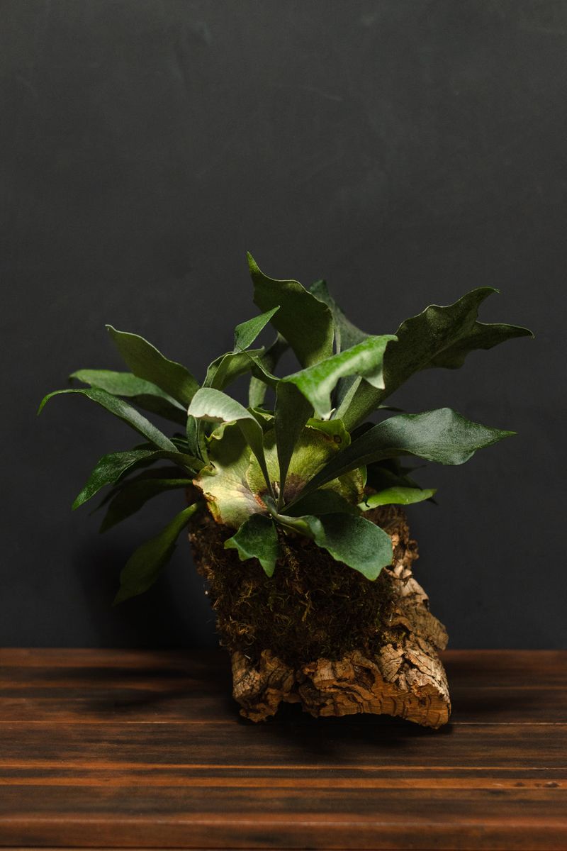 Staghorn Fern