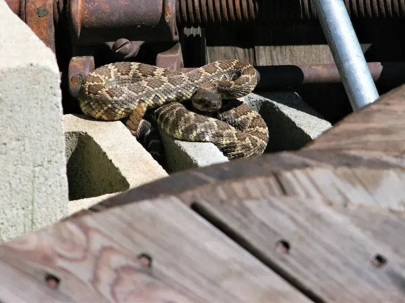 Clear Yard Debris Regularly
