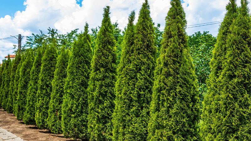 Arborvitae (Thuja Green Giant)