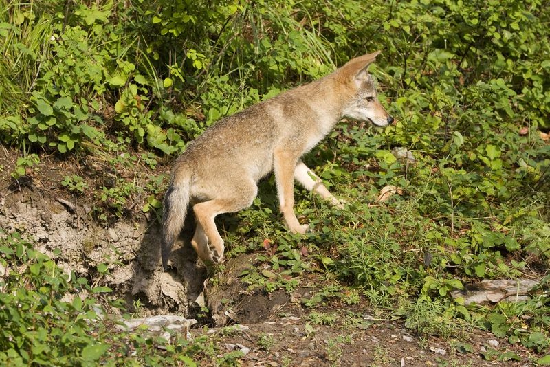 Colorado's Mountain Predators