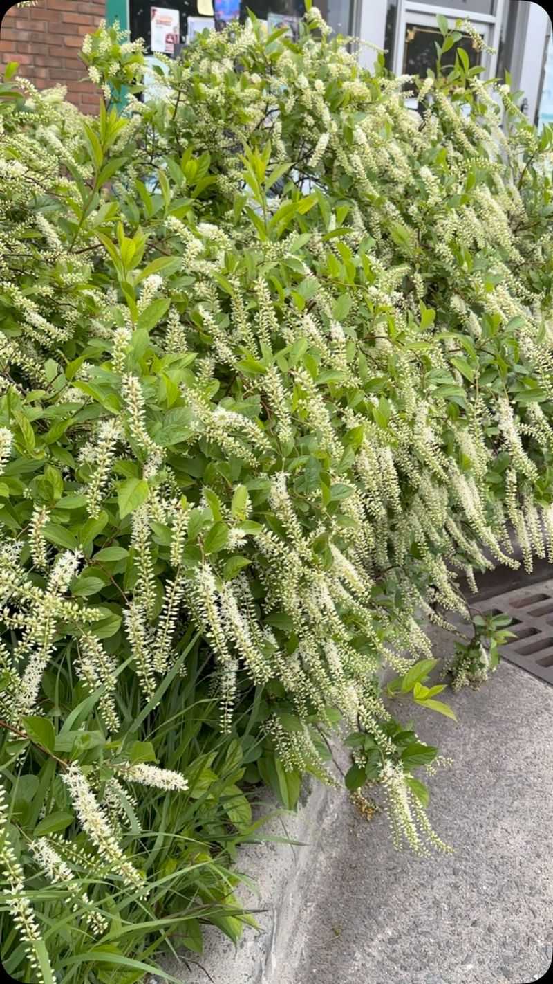 Virginia Sweetspire: The Four-Season Wonder