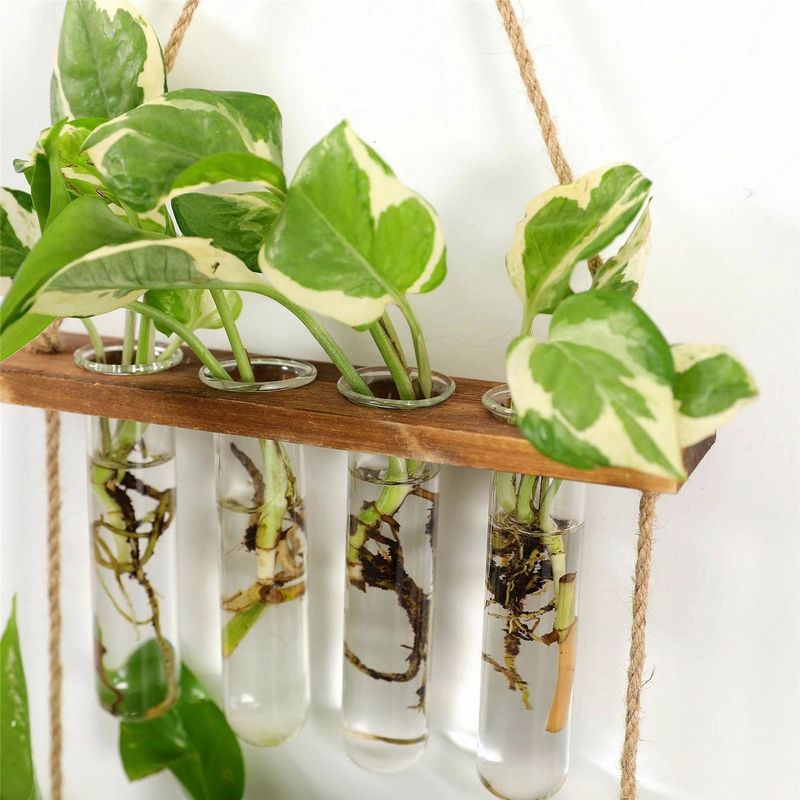 Propagation Station With Flowering Cuttings