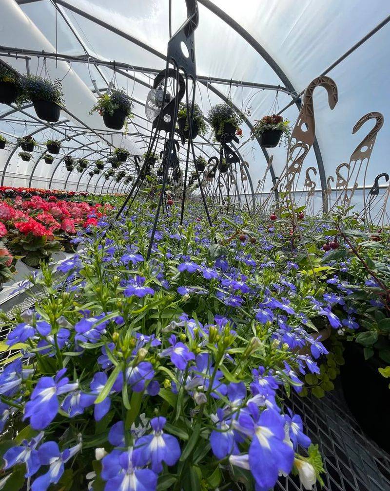 Trailing Lobelia