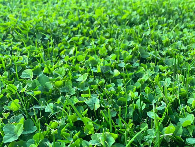Nitrogen-Fixing Clover