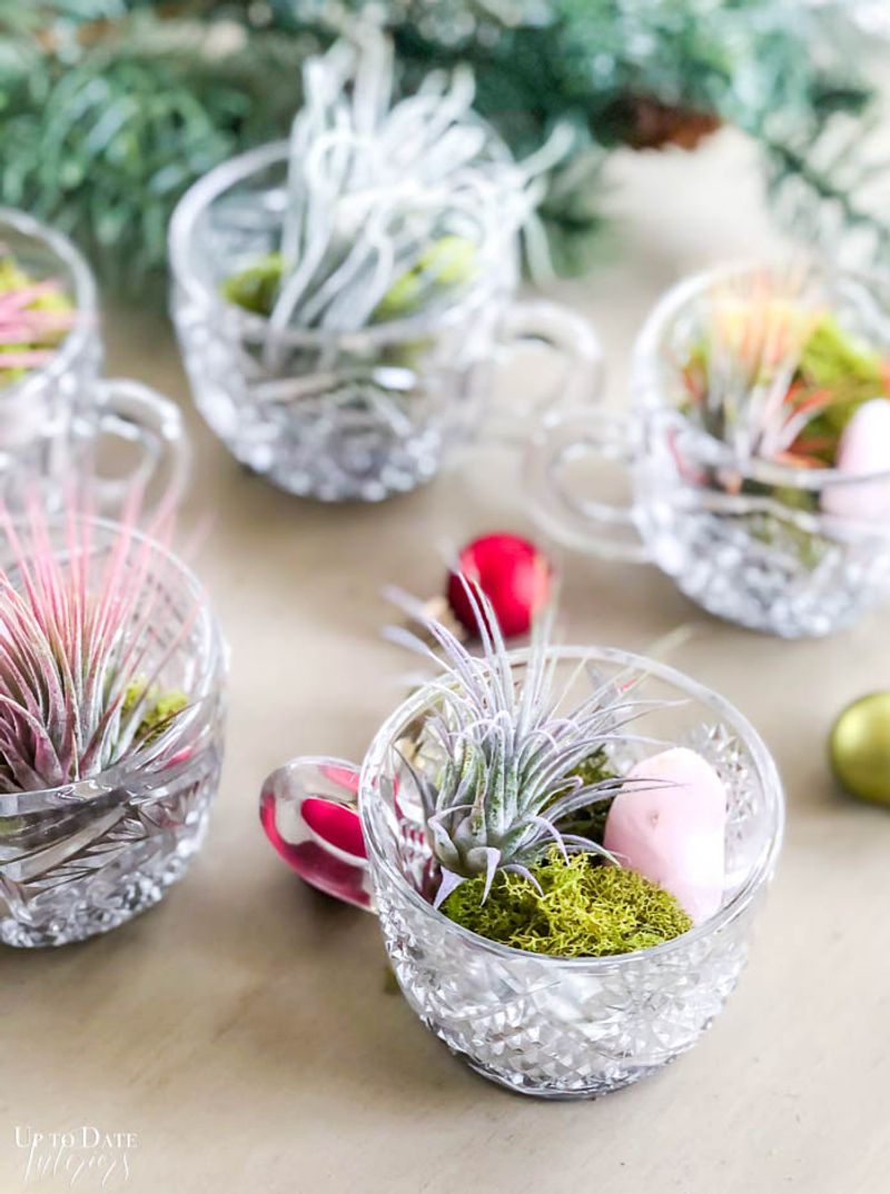 Whimsical Air Plants