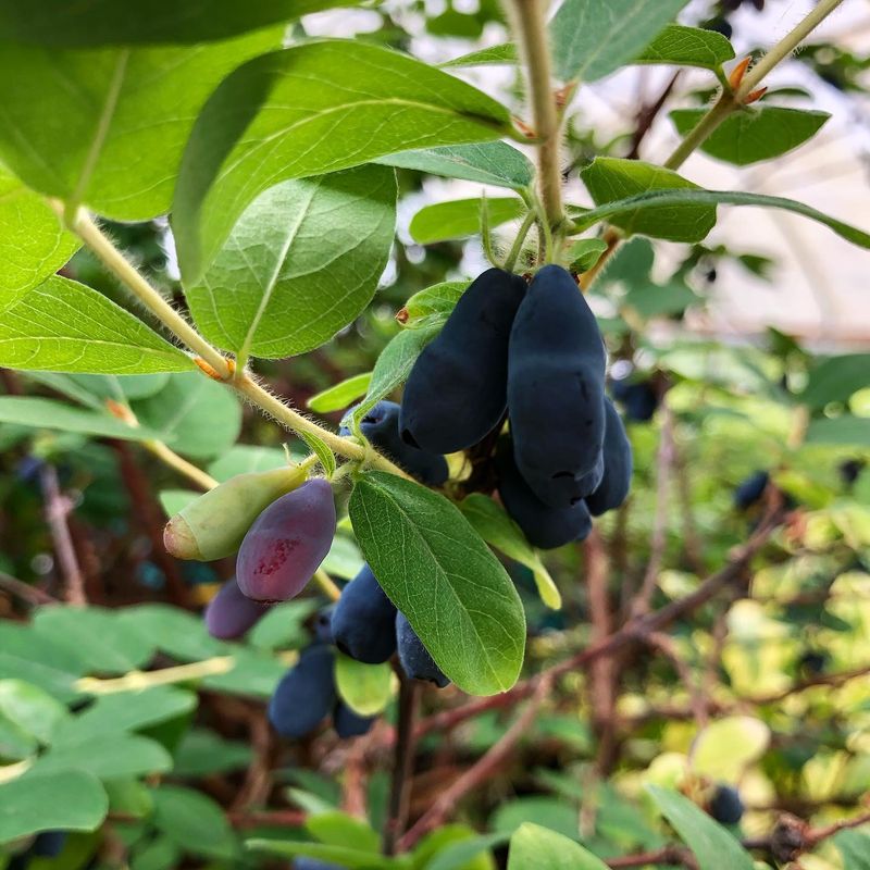 Honeyberry
