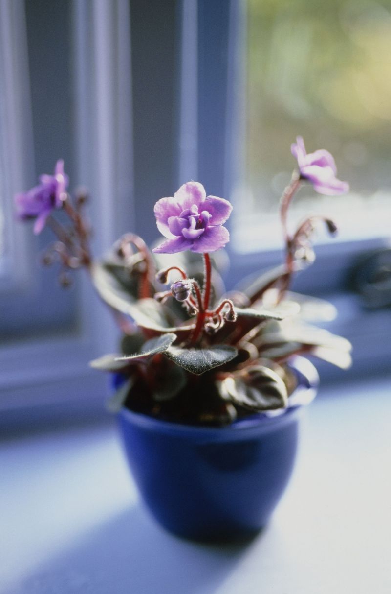 African Violet