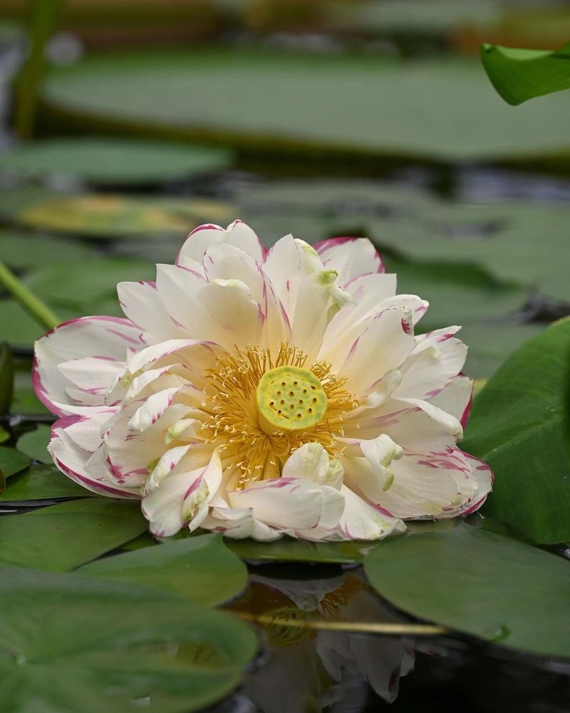 Moonglow Lotus