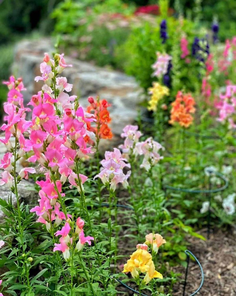Snapdragons