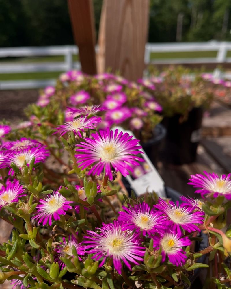 Ice Plant