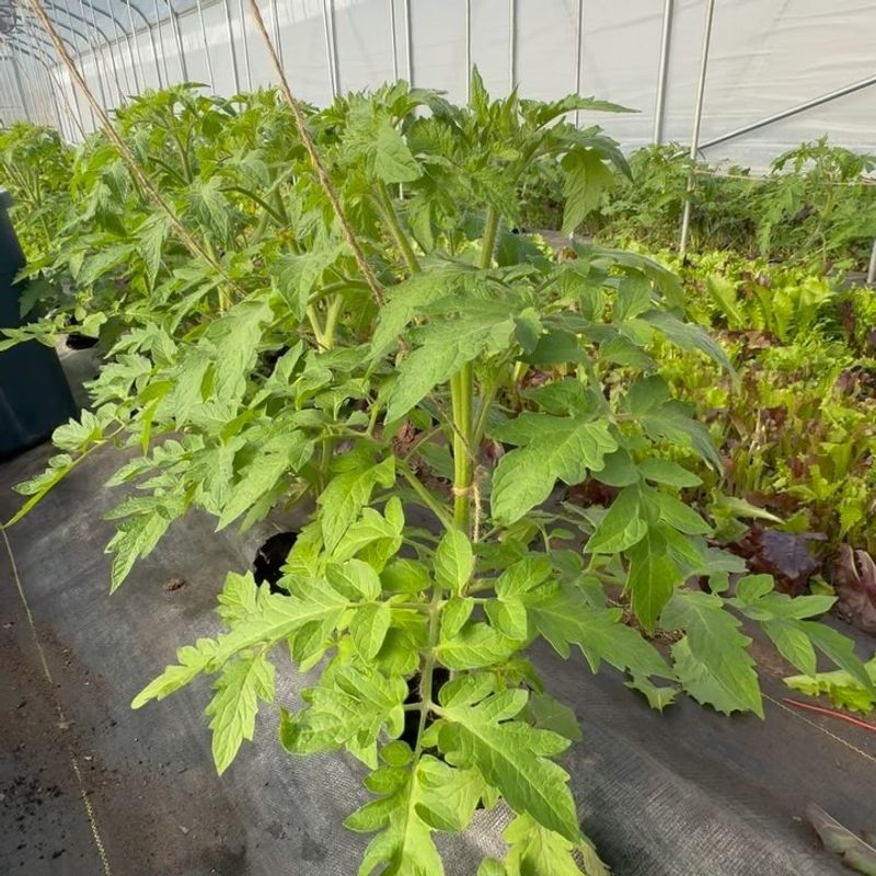 Full-Size Indeterminate Tomatoes: Too Much Vine