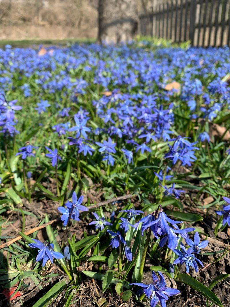 Non-Native Plant Species