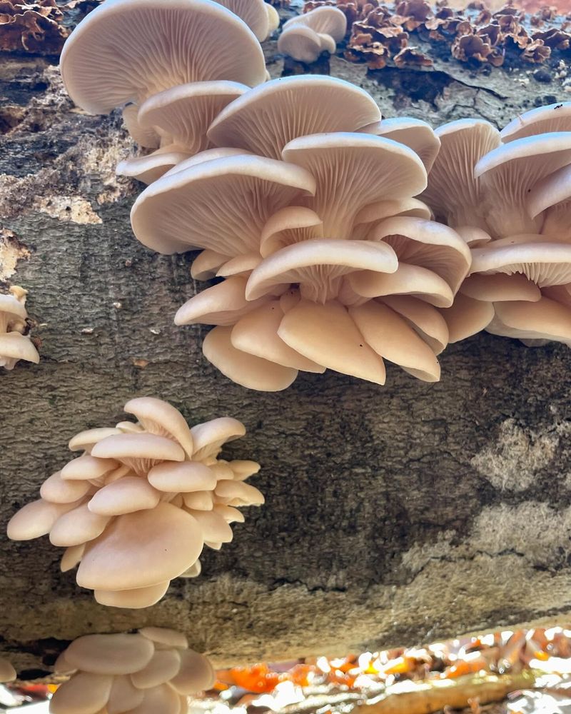 Oyster Mushroom (Pleurotus ostreatus)