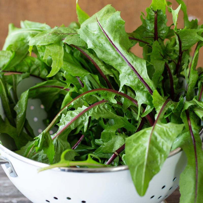 Dandelion Greens