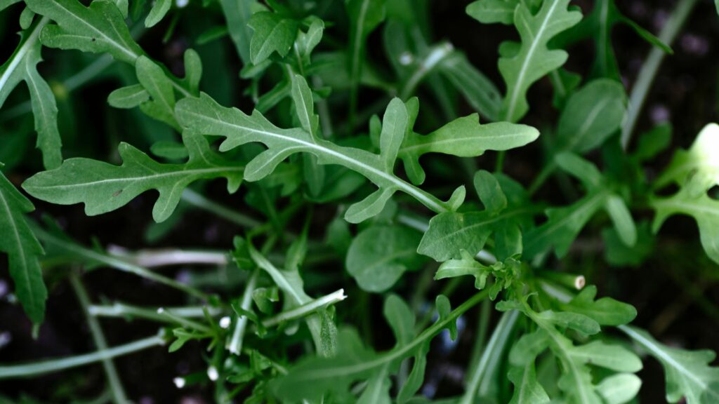 Arugula