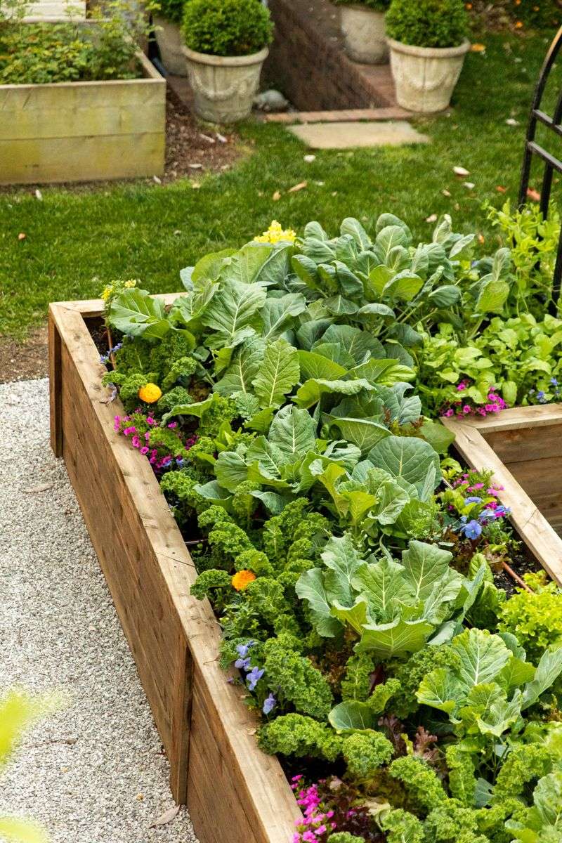 Broccoli and Oregano: Mediterranean Pest Control