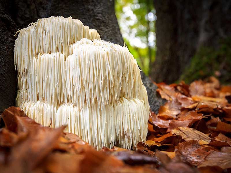 Lion's Mane Mushroom: The Neural Regenerator