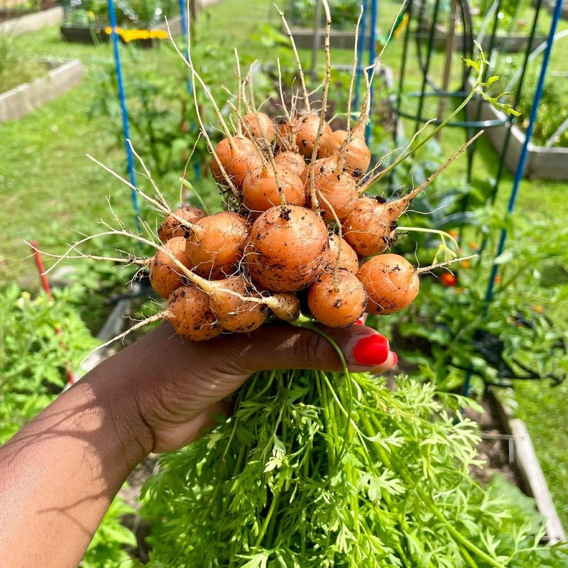 Baby Carrots