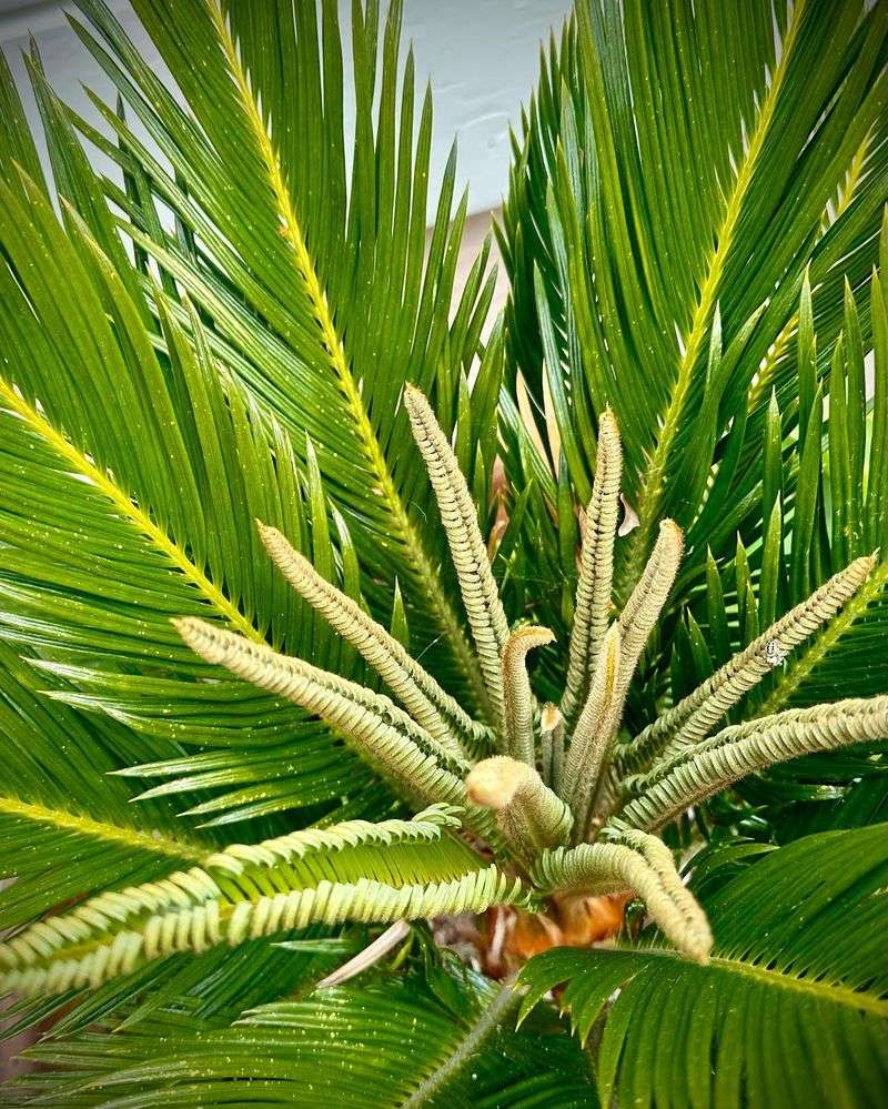 Cycad