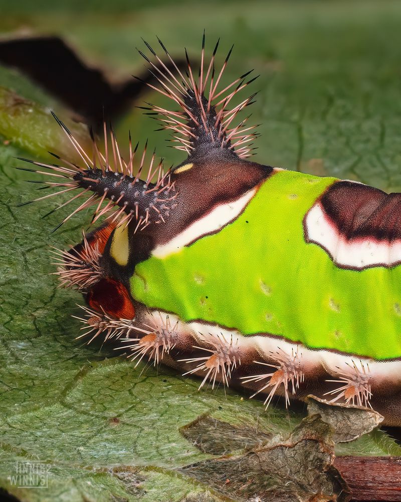 Saddleback Caterpillar