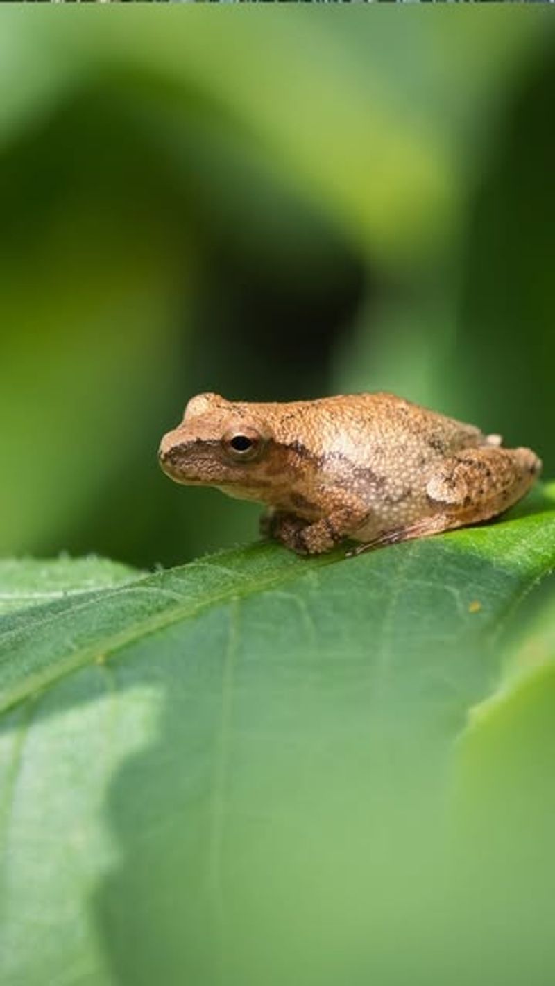 Spring Peepers