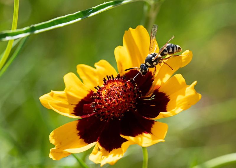 Wasps