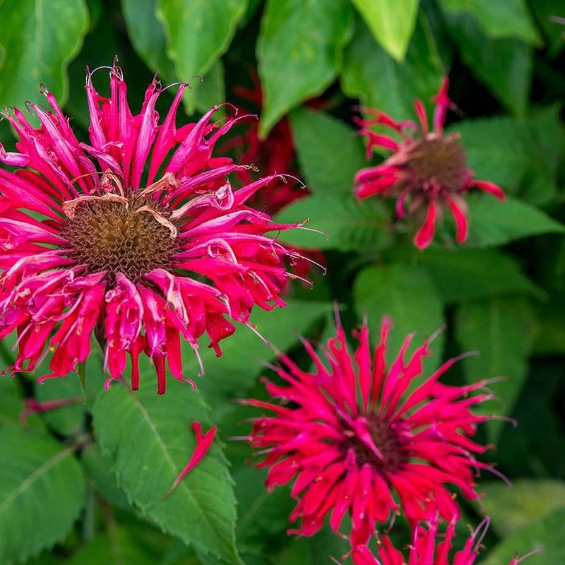 Bee Balm