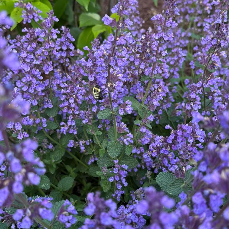 Catmint (Nepeta)