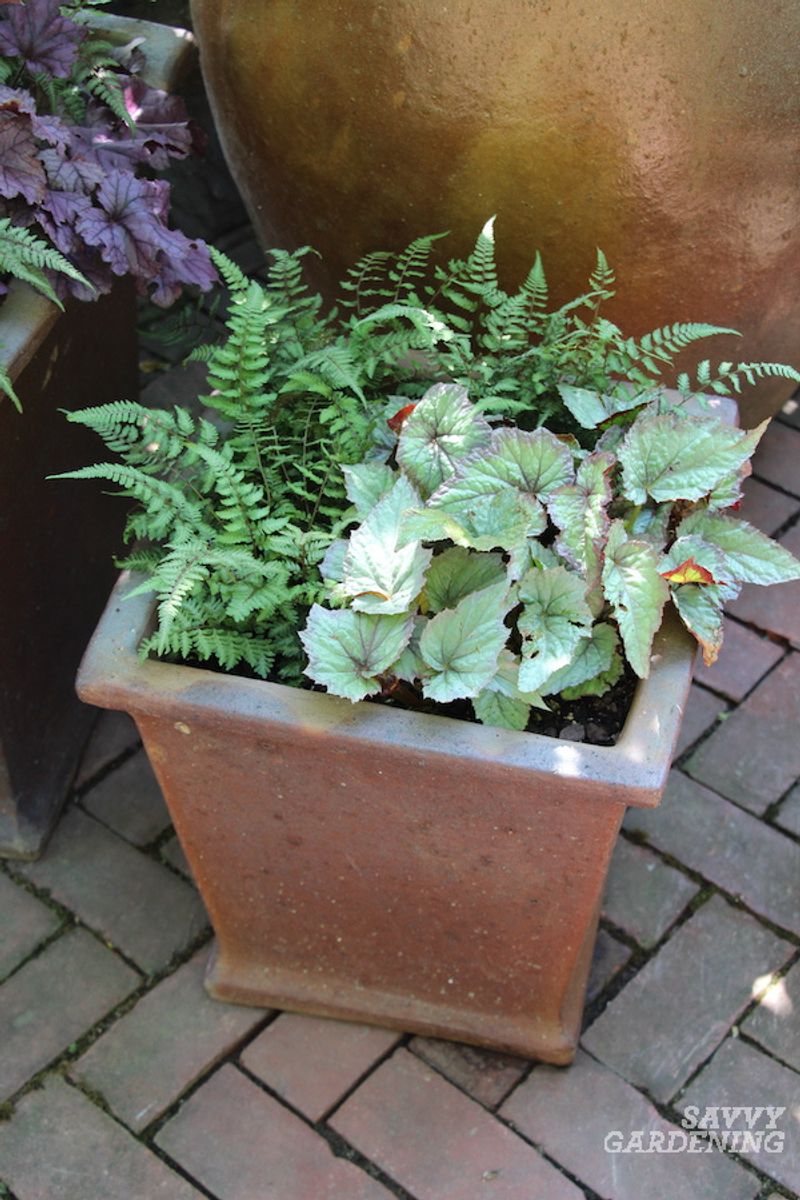 Ferns - Timeless Elegance in the Shade