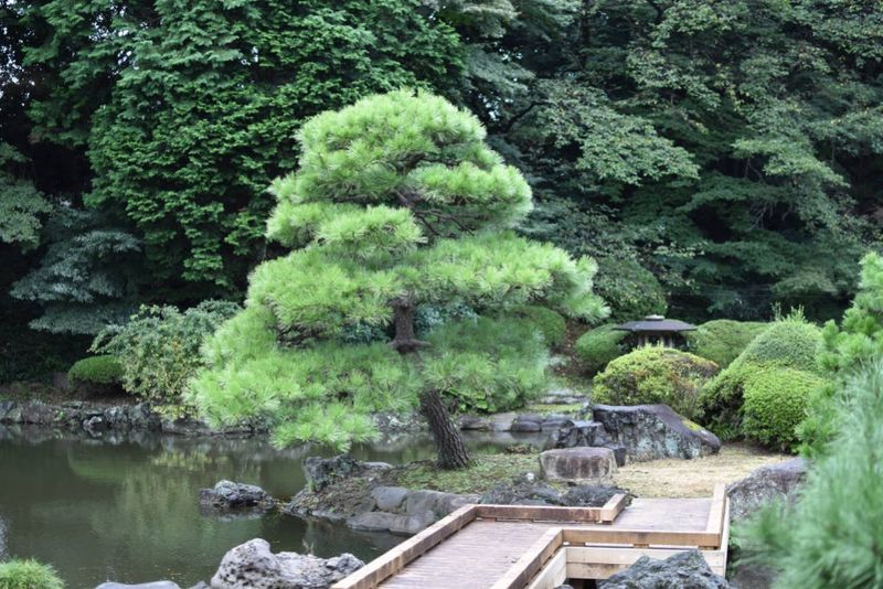 Mindful Pruning (Niwaki)