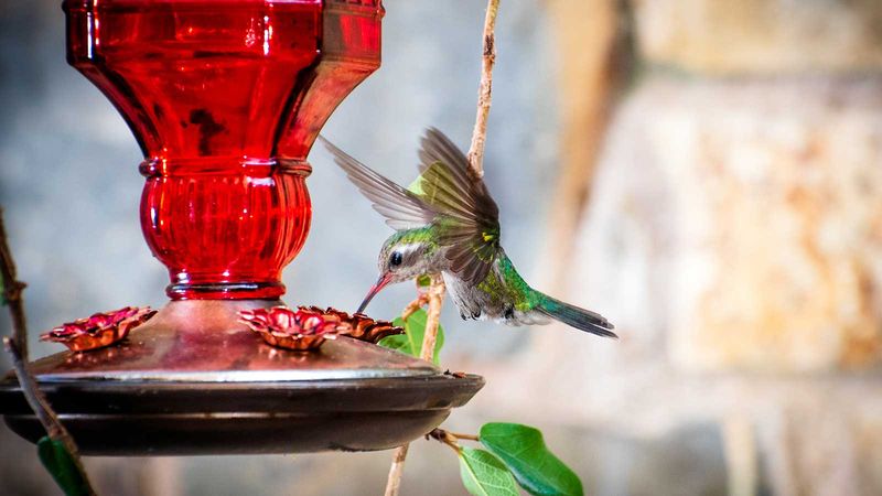 Away From Bird Feeders