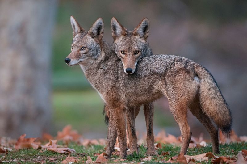 Their Ecological Role Is Misunderstood