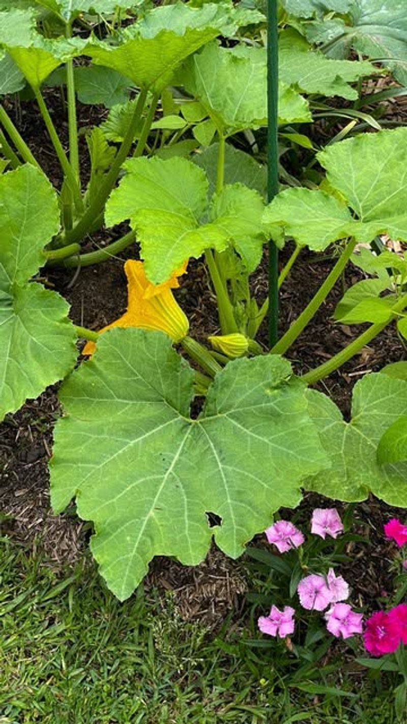 Proper Plant Spacing
