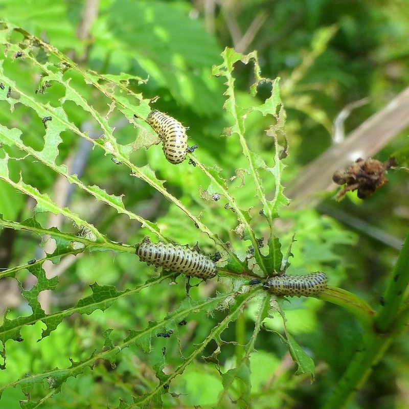 Season-Long Threat