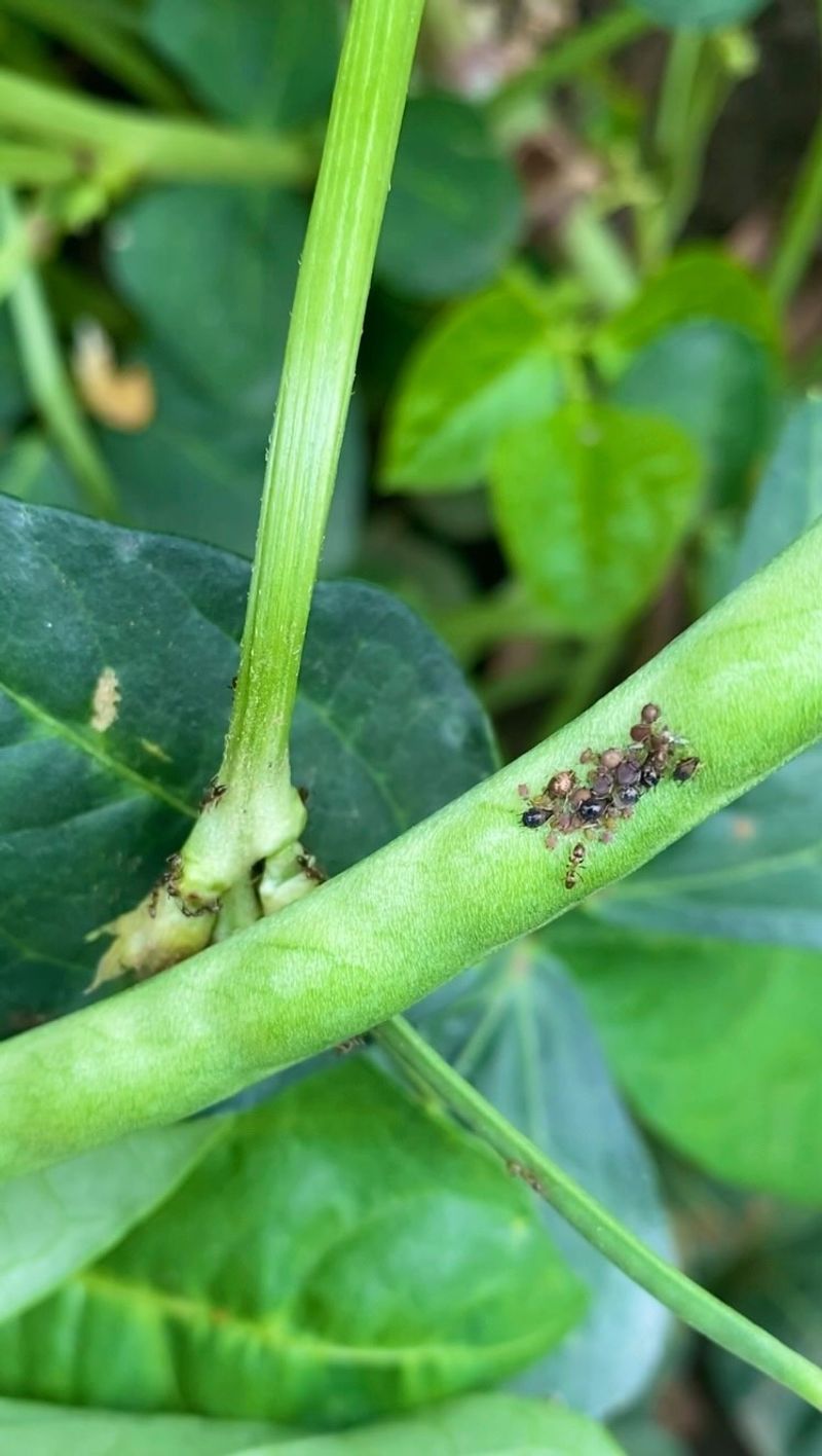Deters Aphid Invasions