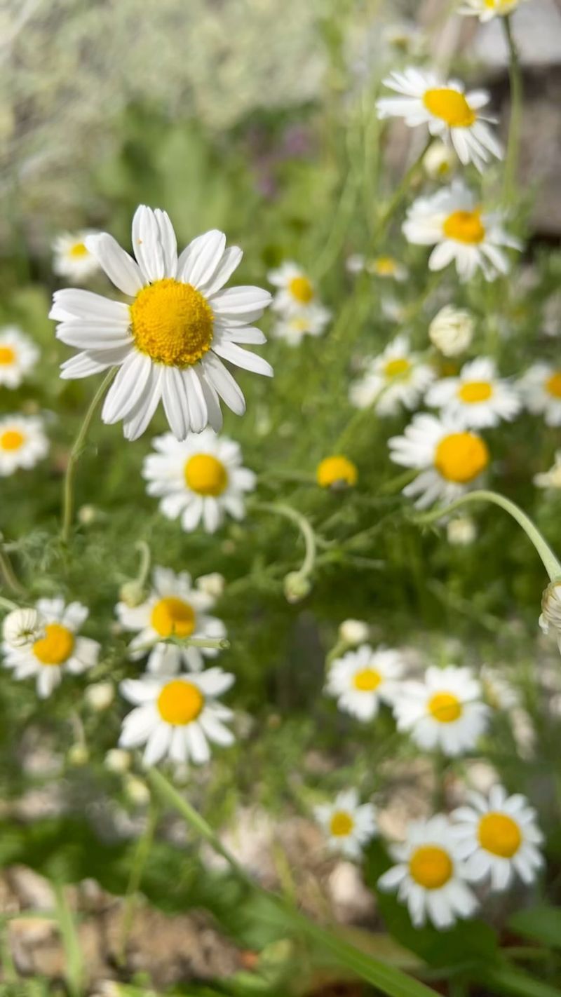 Creates Confusion With Similar-Looking Plants