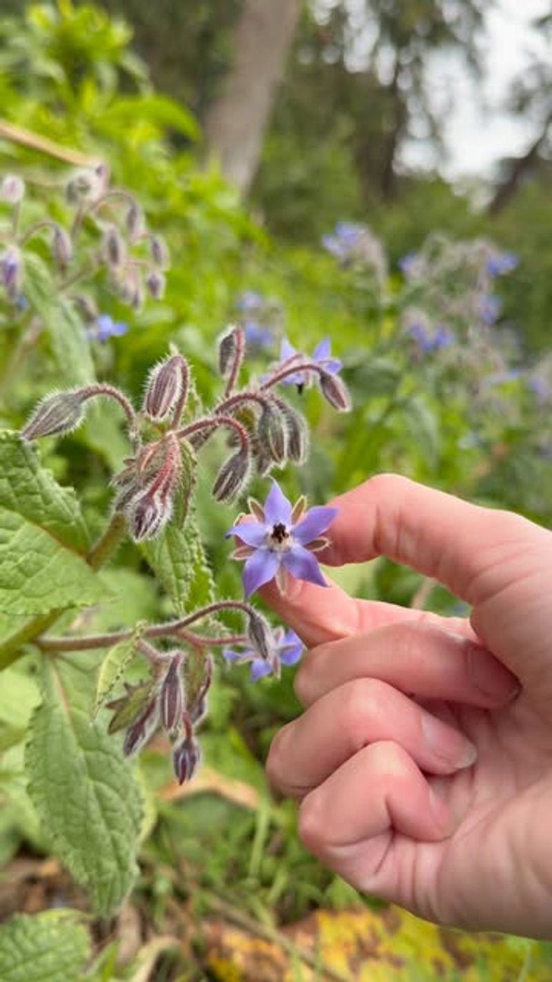 Edible Flowers For Culinary Delights