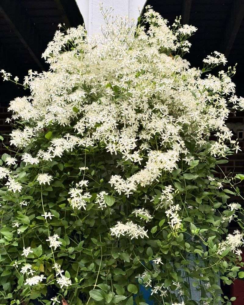 September's Sweet Autumn Clematis Surprise