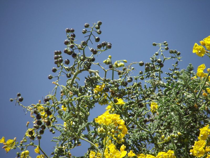 Peru's Alien Potato Tree