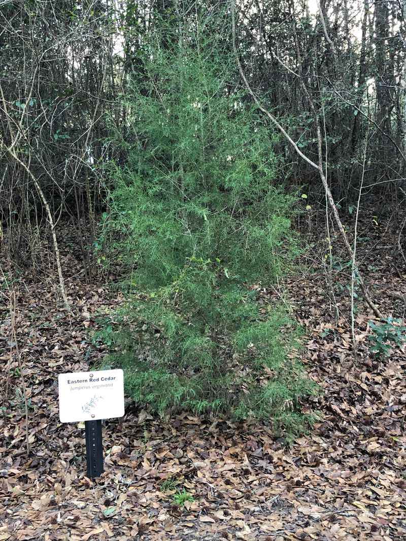 Eastern Red Cedar