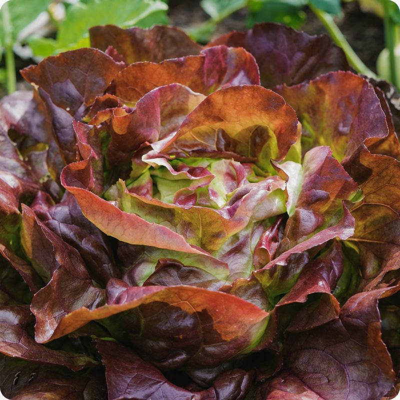 Merville Des Quatre Saisons Lettuce