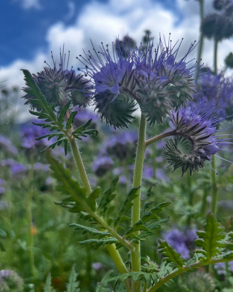 Phacelia