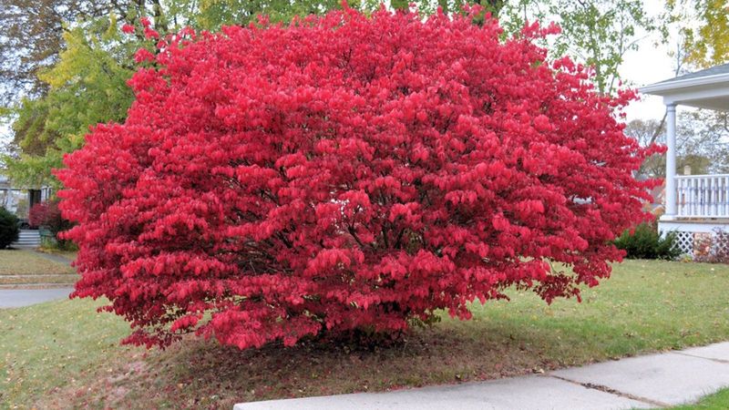 Burning Bush: Fall Color Fiasco