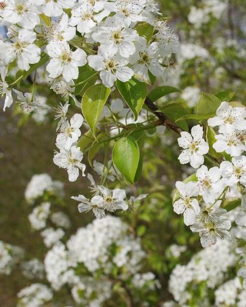 Bradford Pear: The Stinky Street Tree