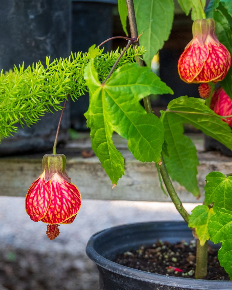 Flowering Maple