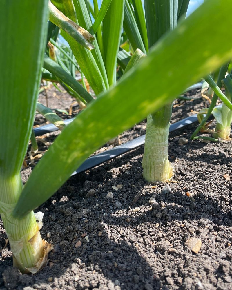 Onions